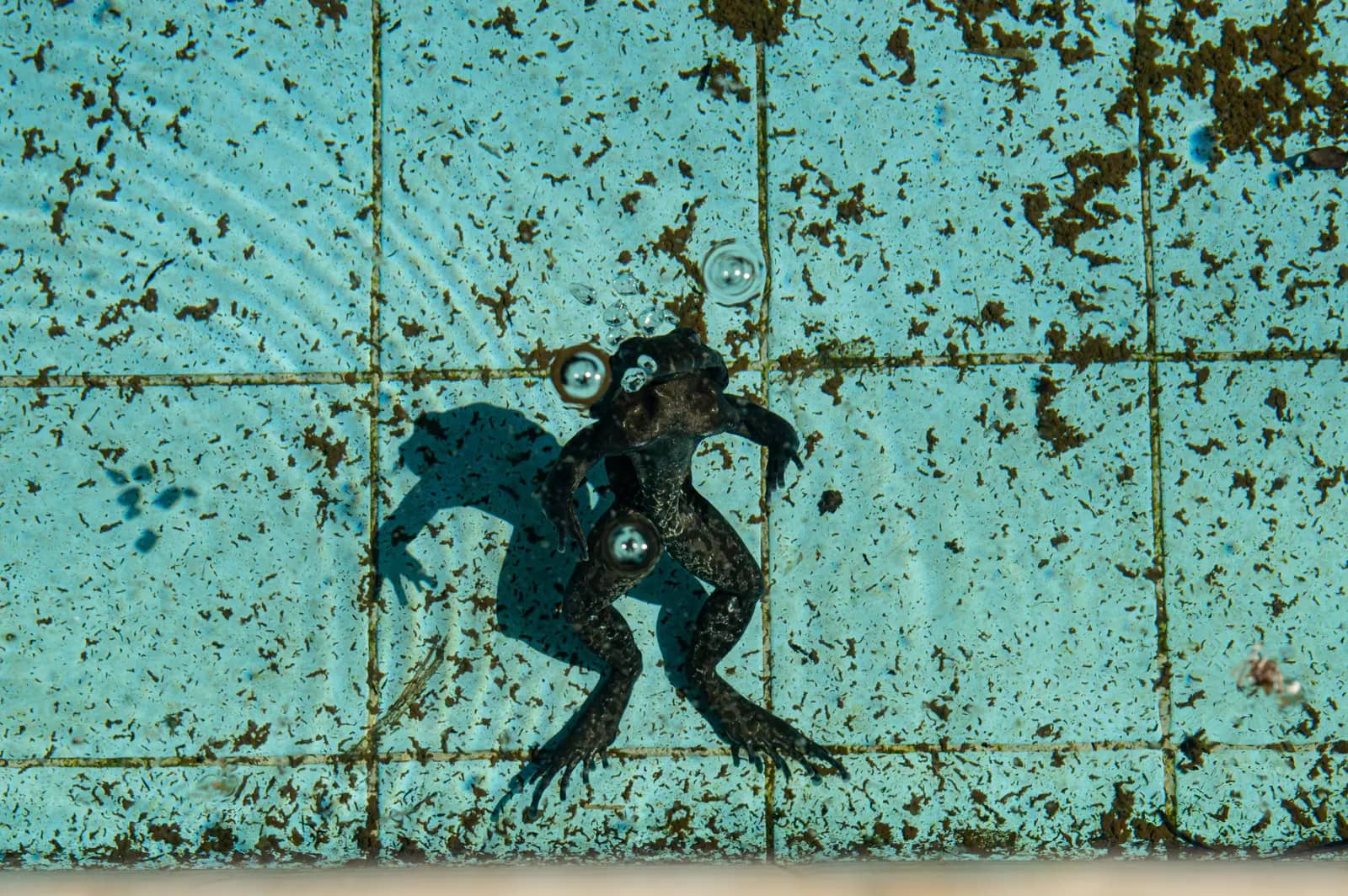 Algae-stained tiles and debris on the floor of a neglected pool